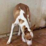 Podenco Timon, 06/2023, ca. 45 cm