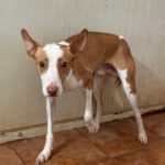 Podenco Timon, 06/2023, ca. 45 cm