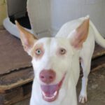 Podenco Tonino, 08/2023, ca. 50 cm