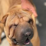 Shar Pei Trueno, 03/2024, Endgröße ca. 45 cm