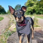 Bodeguero Pinscher Mischling Urko, 06/2019, ca. 40 cm, 44147 Dortmund