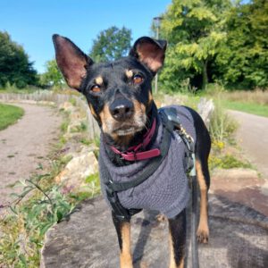 Bodeguero Pinscher Mischling Urko, 06/2019, ca. 40 cm, 44147 Dortmund