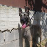 Malinois Mischling Valeria, 08/2021, ca. 65 cm