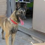 Malinois Mischling Valeria, 08/2021, ca. 65 cm