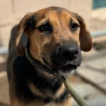 Beagle- Schäferhund Mischling Willie, 03/2024, Endgröße ca. 40 cm