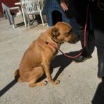 Malinois- Podenco Mischling Aldo, 10/2022, ca. 55- 60 cm