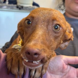 Podenco Alice, 12/2023, ca. 40 cm