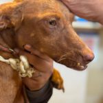 Podenco Alice, 12/2023, ca. 40 cm