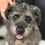 Mischling Alma, 03/2024, Endgröße ca. 50 cm