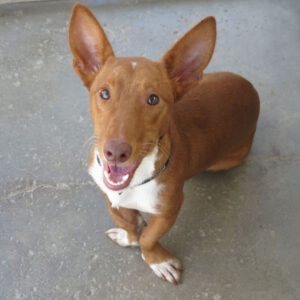 Podenco Amor, 03/2022, ca. 40 cm