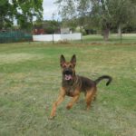 Malinois Mischling Andreas, 09/2023, ca. 65 cm