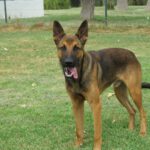 Malinois Mischling Andreas, 09/2023, ca. 65 cm