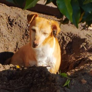 Podenco Aura, 10/2013, ca. 40 cm, 22417 Hamburg Langenhorn