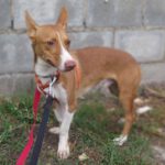 Podenco Babor, 03/2023, ca. 40 cm