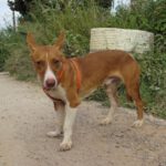 Podenco Babor, 03/2023, ca. 40 cm