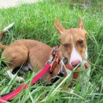 Podenco Babor, 03/2023, ca. 40 cm