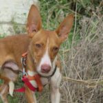 Podenco Babor, 03/2023, ca. 40 cm