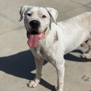 Dogo Argentino Blister, 09/2025, ca. 65 cm