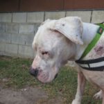 Dogo Argentino Blister, 09/2025, ca. 65 cm