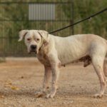 Dogo Argentino Blister, 09/2025, ca. 65 cm