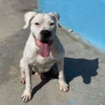 Dogo Argentino Blister, 09/2025, ca. 65 cm