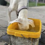 Podenco Mischling Candela, 11/2023, ca. 60 cm,  87634 Obergünzburg