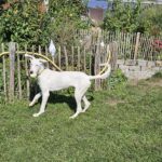 Podenco Mischling Candela, 11/2023, ca. 60 cm,  87634 Obergünzburg