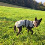 Podenco Terrier Mischling Candela, 10/2020, ca. 50 cm, 90427 Nürnberg