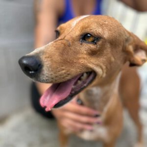 Podenco Caneli, 02/2022, ca. 40 cm