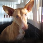 Podenco Canijo, 03/2023, ca. 40 cm