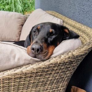 Dobermann Carlos, 07/2020, ca. 74 cm, 21502 Geesthacht