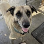 Mastin Carnaval, 09/2019, ca. 70 cm