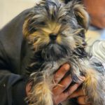 Yorkshire Terrier Chloe, 06/2024, Endgröße ca. 30 cm