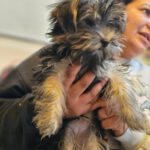 Yorkshire Terrier Chloe, 06/2024, Endgröße ca. 30 cm