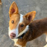 Podenco Cody, 02/2023, ca. 40 cm