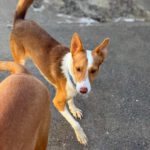 Podenco Cody, 02/2023, ca. 40 cm