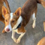 Podenco Cody, 02/2023, ca. 40 cm