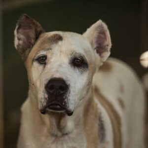 Cane Corso Mischling Corsaria, 09/2018, ca. 70 cm