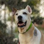 Cane Corso Mischling Corsaria, 09/2018, ca. 70 cm