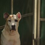 Cane Corso Mischling Corsaria, 09/2018, ca. 70 cm