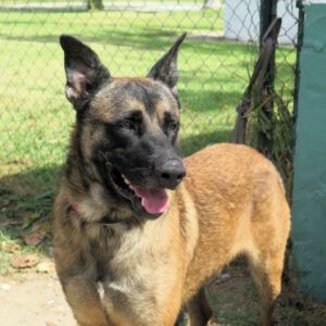 Malinois Mischling Coyote, 09/2021, ca. 65- 70 cm