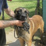 Malinois Mischling Coyote, 09/2021, ca. 65- 70 cm