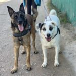 Malinois Mischling Coyote, 09/2021, ca. 65- 70 cm