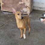 Podenco Diego, 06/2024, Endgröße ca. 45 cm