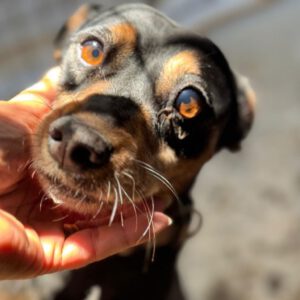 Podenco Pinscher Mischling Dora, 10/2014, ca. 40 cm