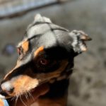 Podenco Pinscher Mischling Dora, 10/2014, ca. 40 cm