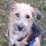 Terrier Duncan, 12/2023, ca. 44 cm, 25348 Glückstadt