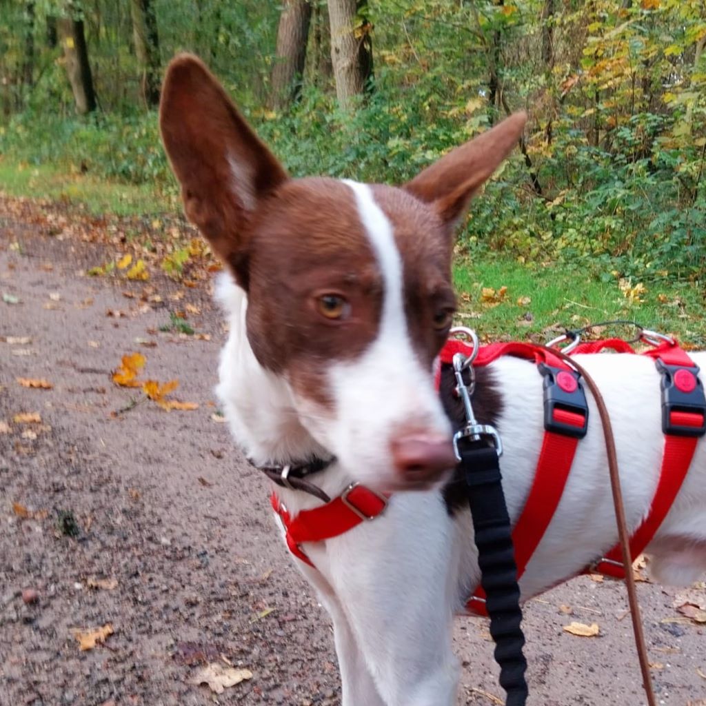 Podenco Mischling Emiliano, 10/2021, ca. 45 cm, 21614 Buxtehude