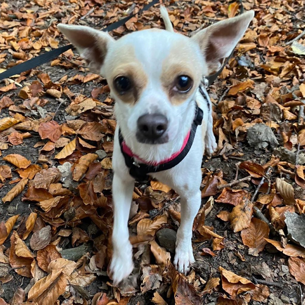 Chihuahua Mischling Estrella, 09/2022, ca. 25 cm, 51491 Overath