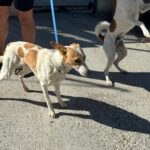 Podenco Fabio, 09/2023, ca. 40 cm